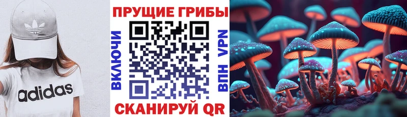 как найти   Архангельск  Псилоцибиновые грибы Psilocybine cubensis 